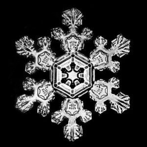 snowander-snowflake_483x483